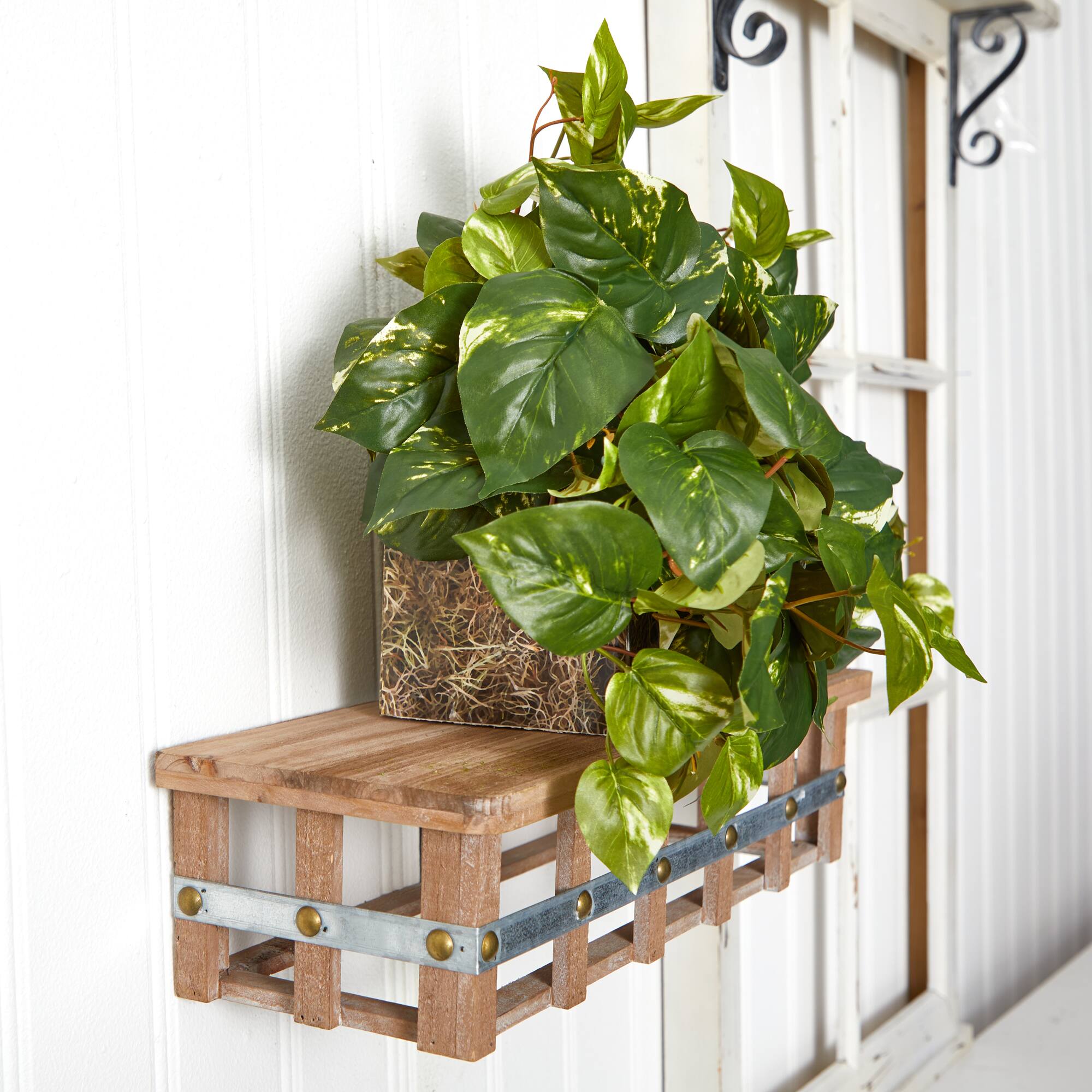 15" Pothos Ledge Plant